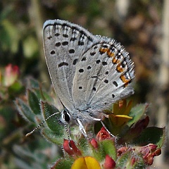 plebejus acmon - Acmon Blue butterfly - male plebejus acmon